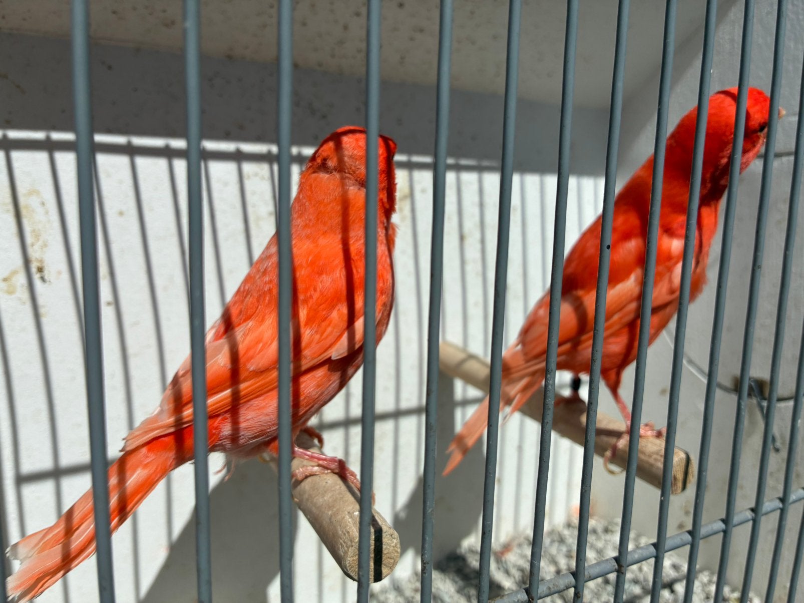 Rode kanaries, Meerdere dieren, Kleurkanarie