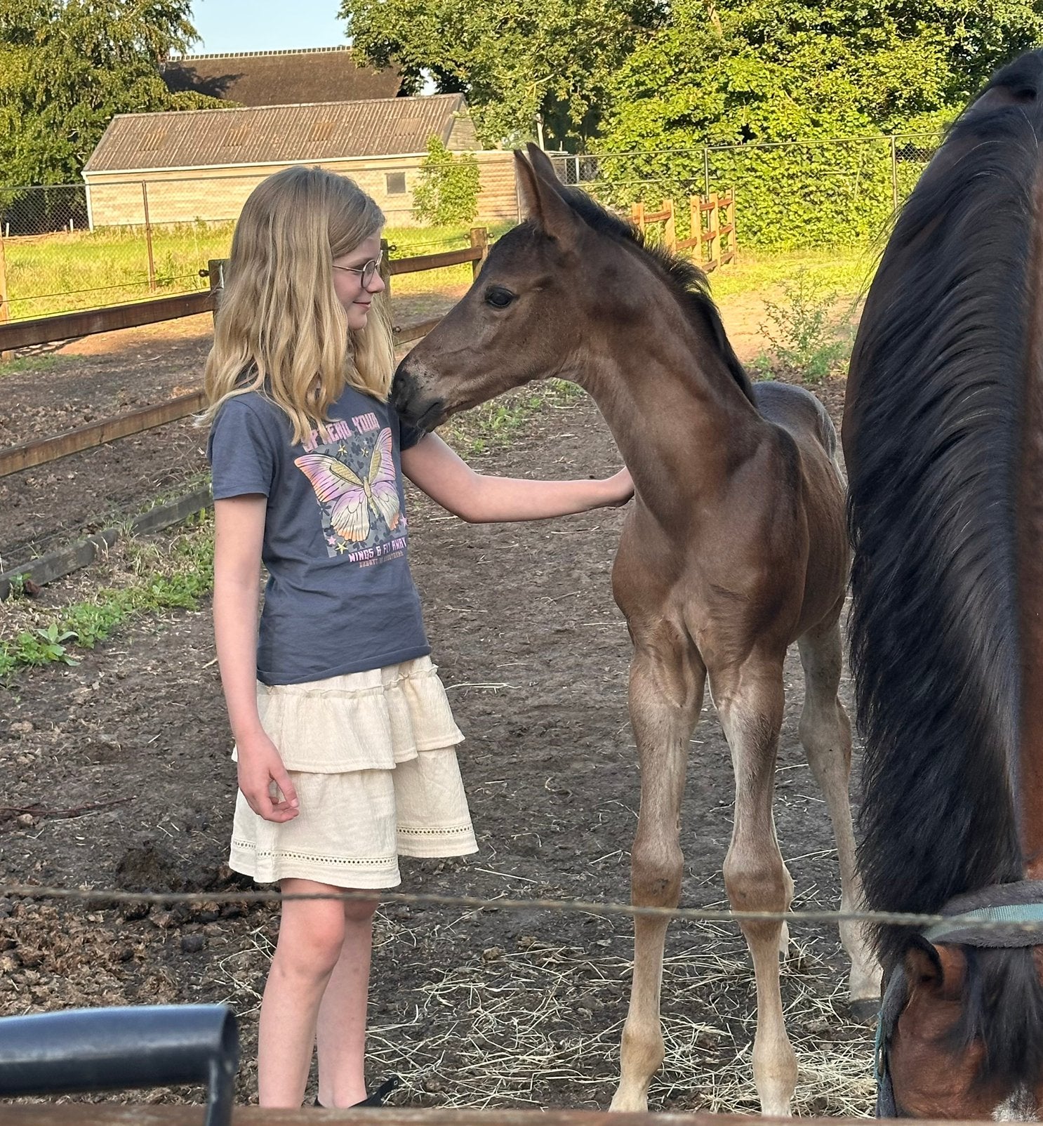 Hengstveulen van Singapore x Jazz donkerbruin, Met stamboom, Dressuurpaard, 0 tot 2 jaar, Hengst