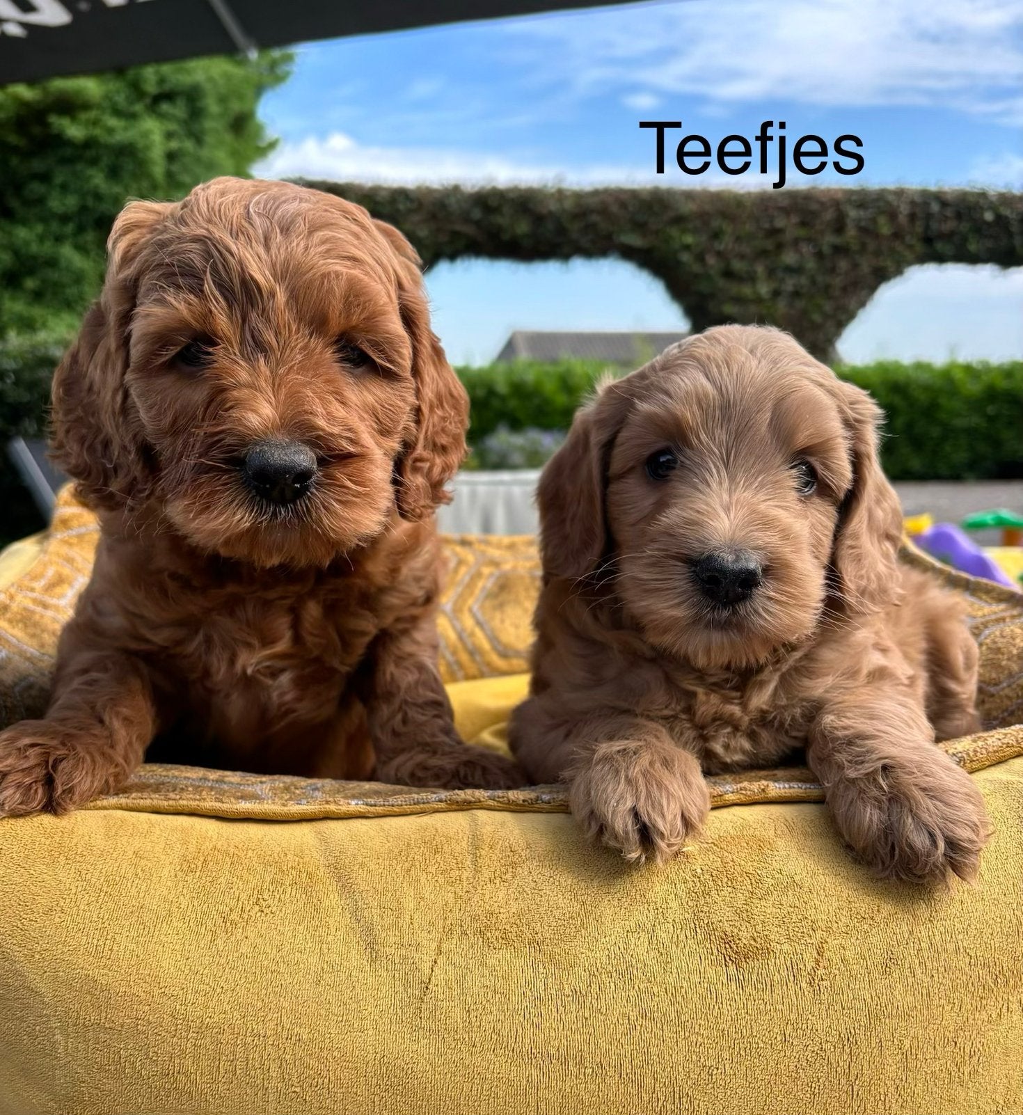 Labradoodle pups medium, Dieren en Toebehoren, Honden | Retrievers, Spaniëls en Waterhonden, Nederland, Overige rassen, 8 tot 15 weken