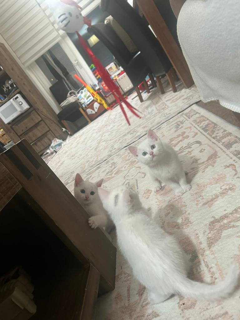 Twee lieve kittens zoeken nog een warm thuis, Dieren en Toebehoren