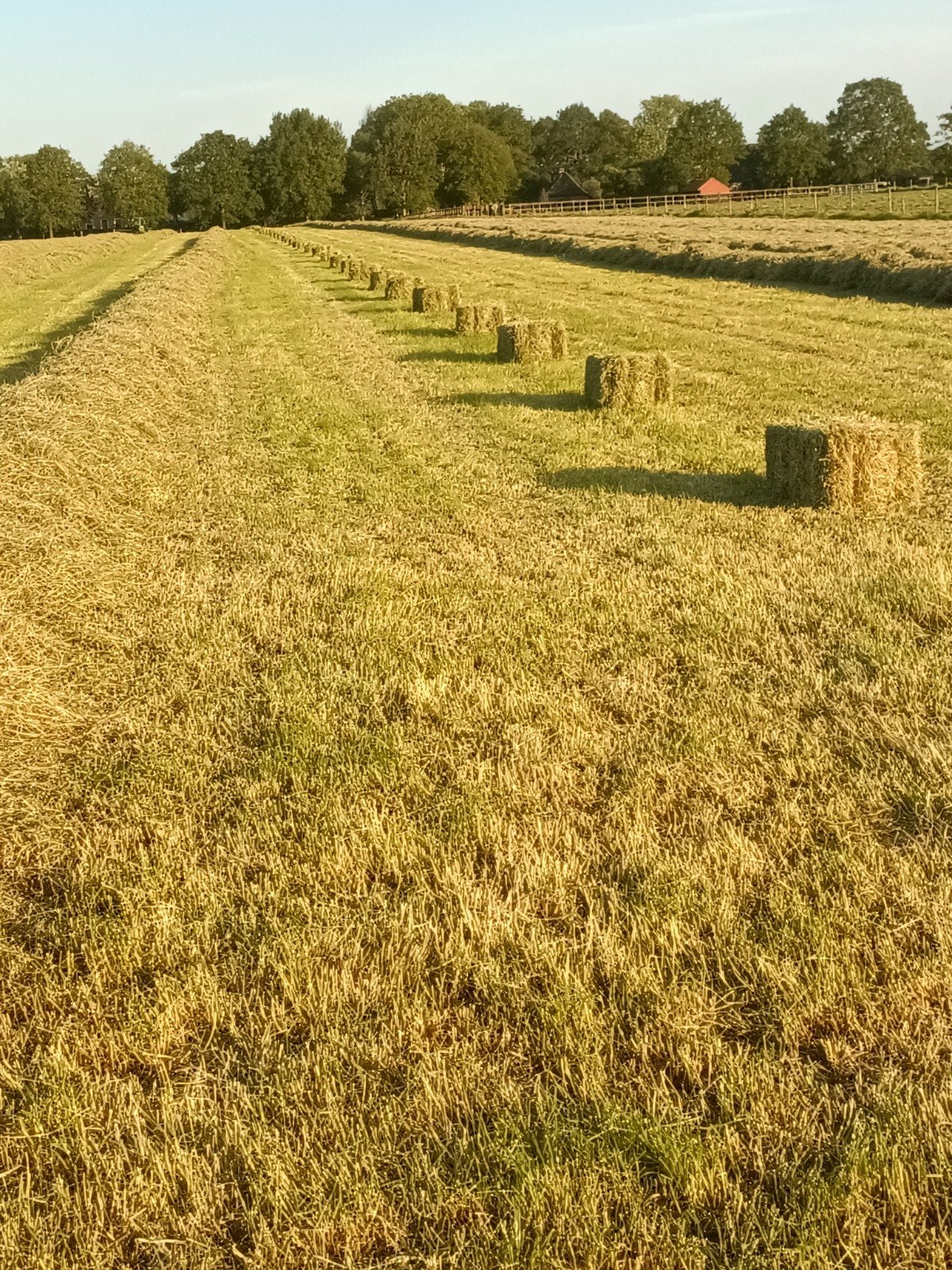15 en 16 juli Hooi vanaf het land pakjes of midi balen, Dieren en Toebehoren, Dierenvoeding, Ophalen, Vee