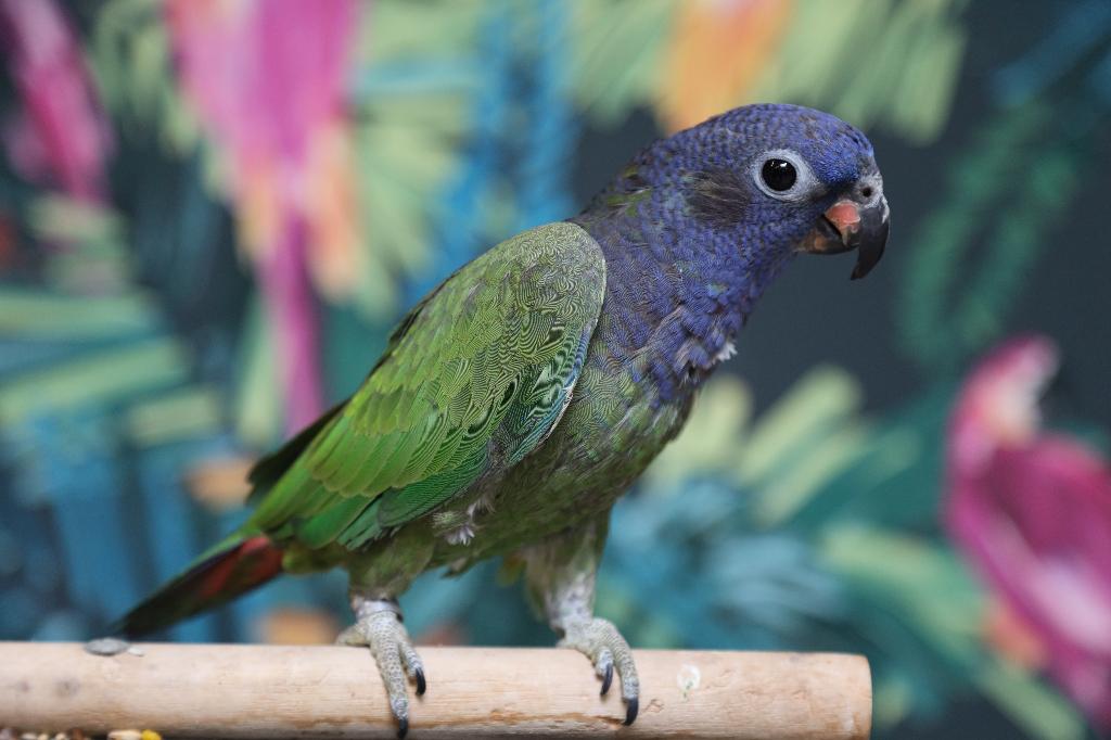 Lieve | Jonge Baby Pionussen Menstruus | Handtam | Getest, Dieren en Toebehoren, Vogels | Parkieten en Papegaaien, Meerdere dieren
