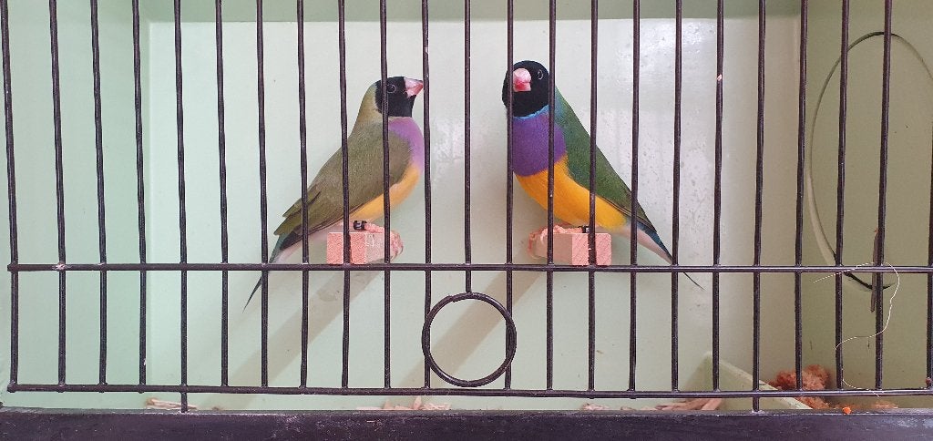 2 koppels Gouldamadine Zwartkop., Meerdere dieren, Tropenvogel, Geringd