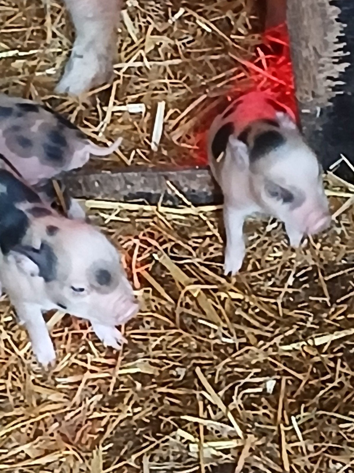 Micro biggentjes, Meerdere dieren, Varken