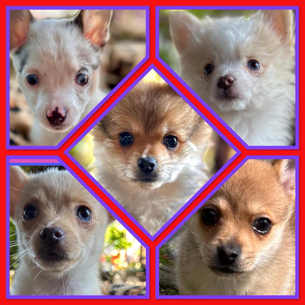 Pomchi puppy puppy’s pomeriaan x chihuahua pup 💕💙🐾 pups, Dieren en Toebehoren, 8 tot 15 weken, Parvo, Meerdere, Meerdere dieren