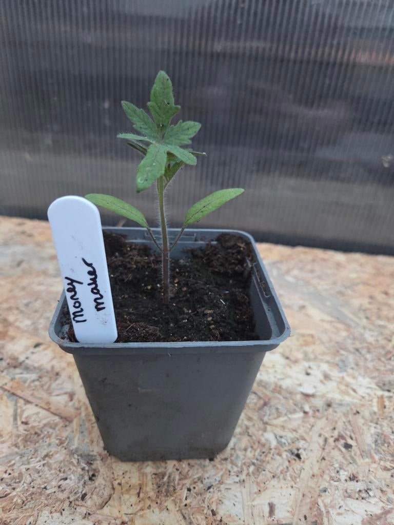 Tomatenplant 'Moneymaker', Ophalen, Volle zon, Groenteplanten, Eenjarig