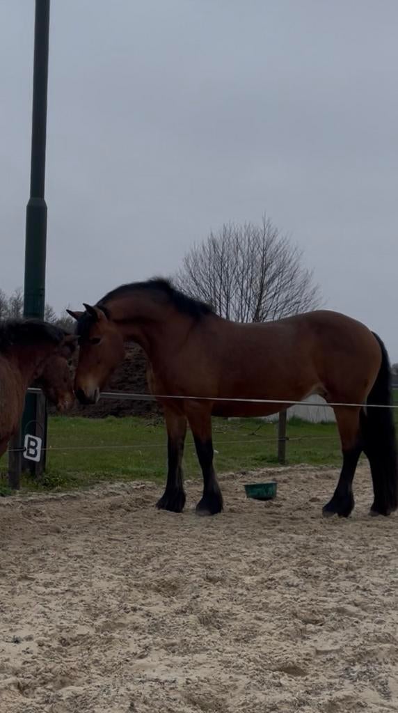 Super leuke Friese kruising merrie, Merrie