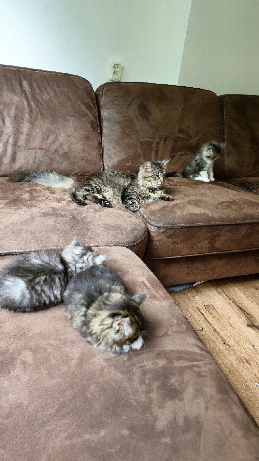 🐾 Lieve Maine Coon x Brits Korthaar kittens zoeken huisje🐾, Kater, Ontwormd, 0 tot 2 jaar