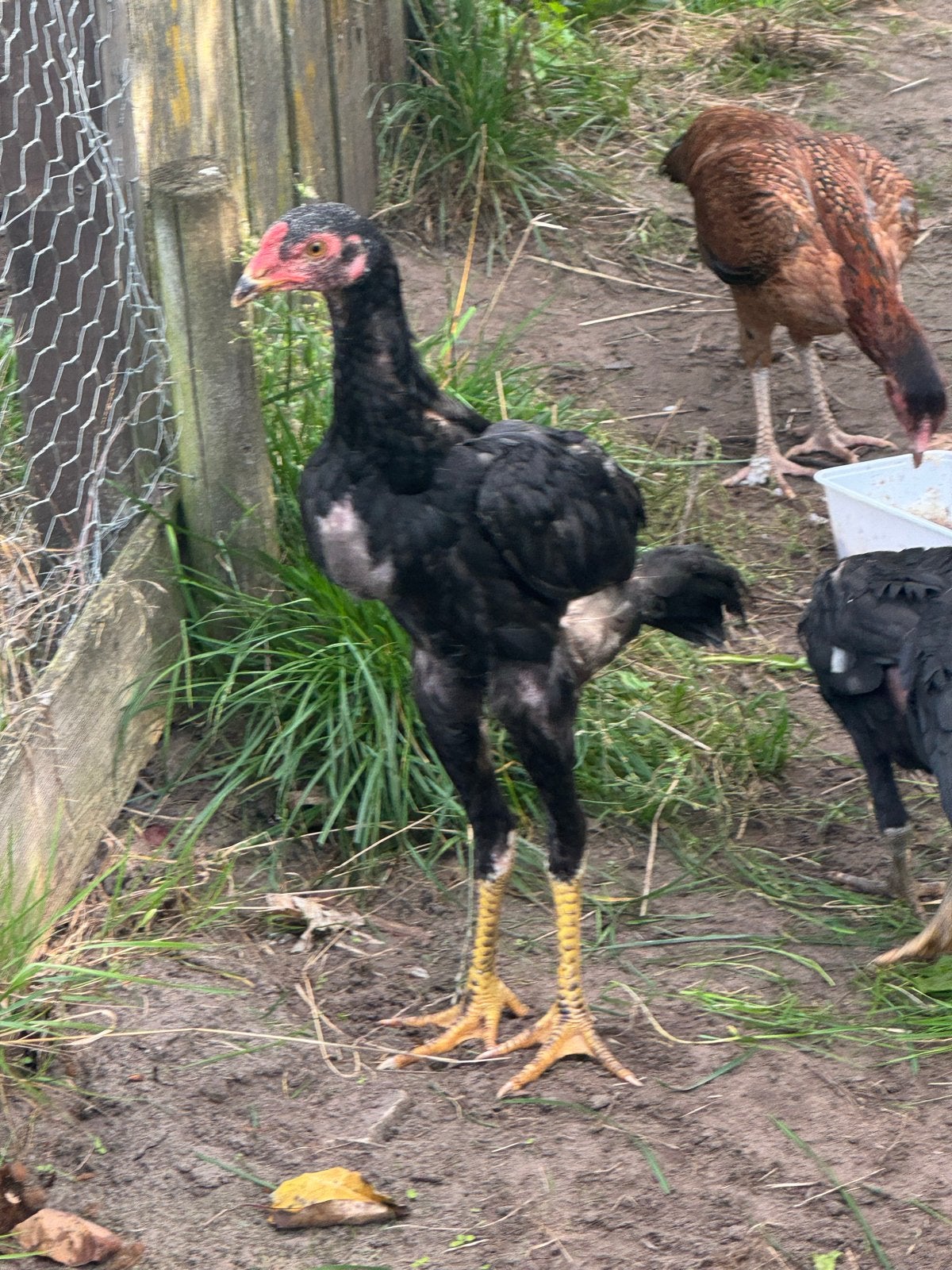 Shamo hanen en hennen, Dieren en Toebehoren