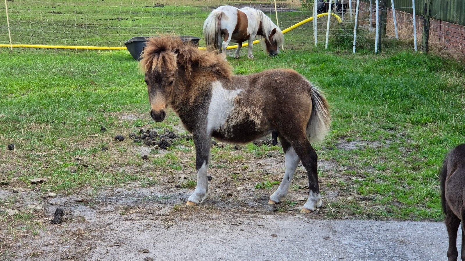 Onwijs stoer valkbont Shetlander hengst veulen!, Dieren en Toebehoren, Niet van toepassing, 0 tot 2 jaar, Hengst, A pony (tot 1.17m)