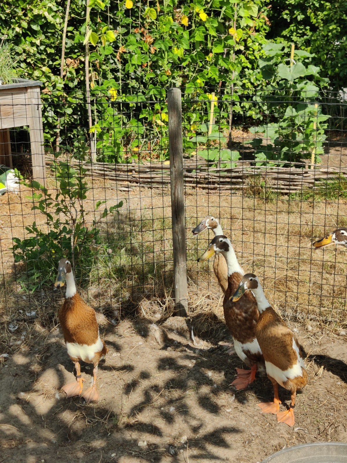 loopeenden reebont, Meerdere dieren, Eend