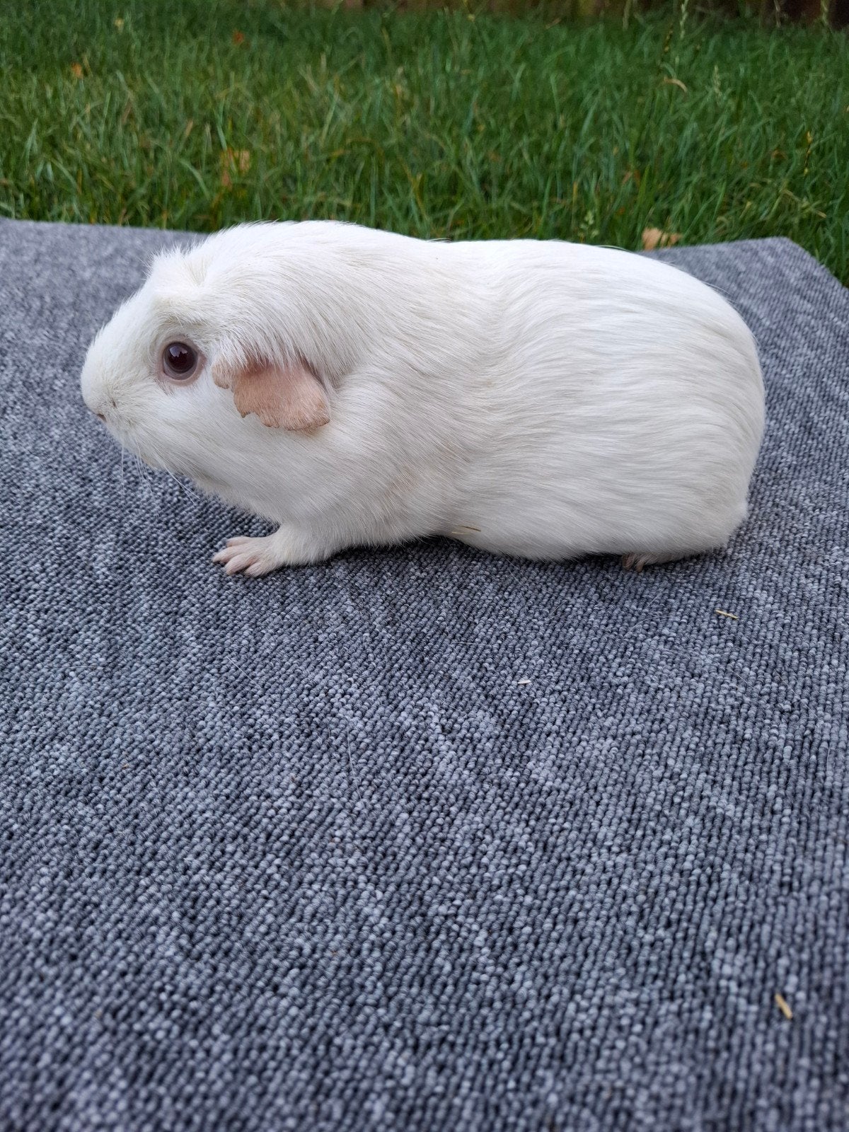 Wit gekruinde zeug, Dieren en Toebehoren, Cavia, Vrouwelijk, Tam, September