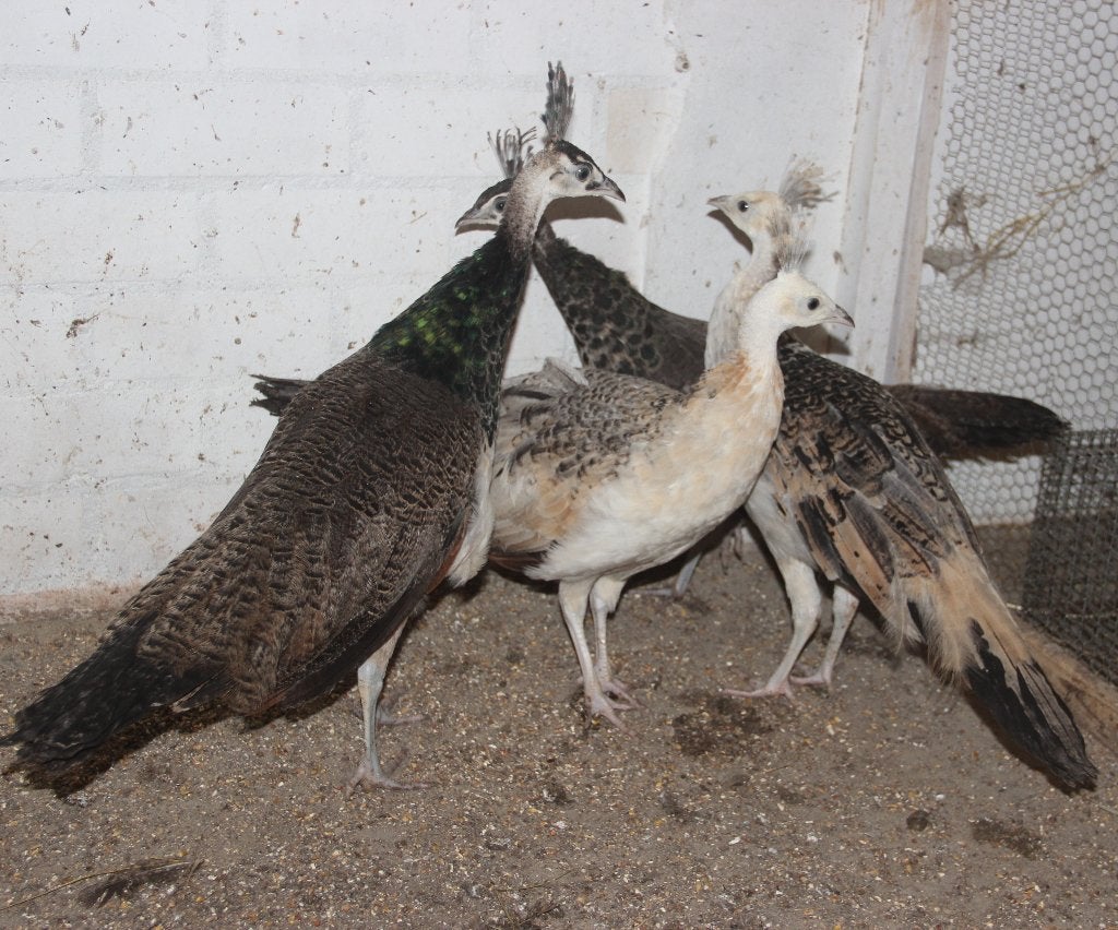 jonge pauwen te koop, Dieren en Toebehoren, Meerdere dieren, Tropenvogel, Tam