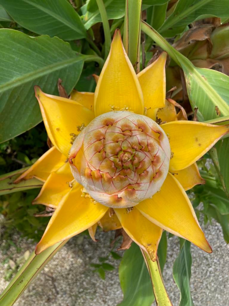 Musella Lasiocarpa Gele Lotusbanaan, Tuin en Terras, Planten | Tuinplanten, Ophalen of Verzenden, Overige soorten, Volle zon