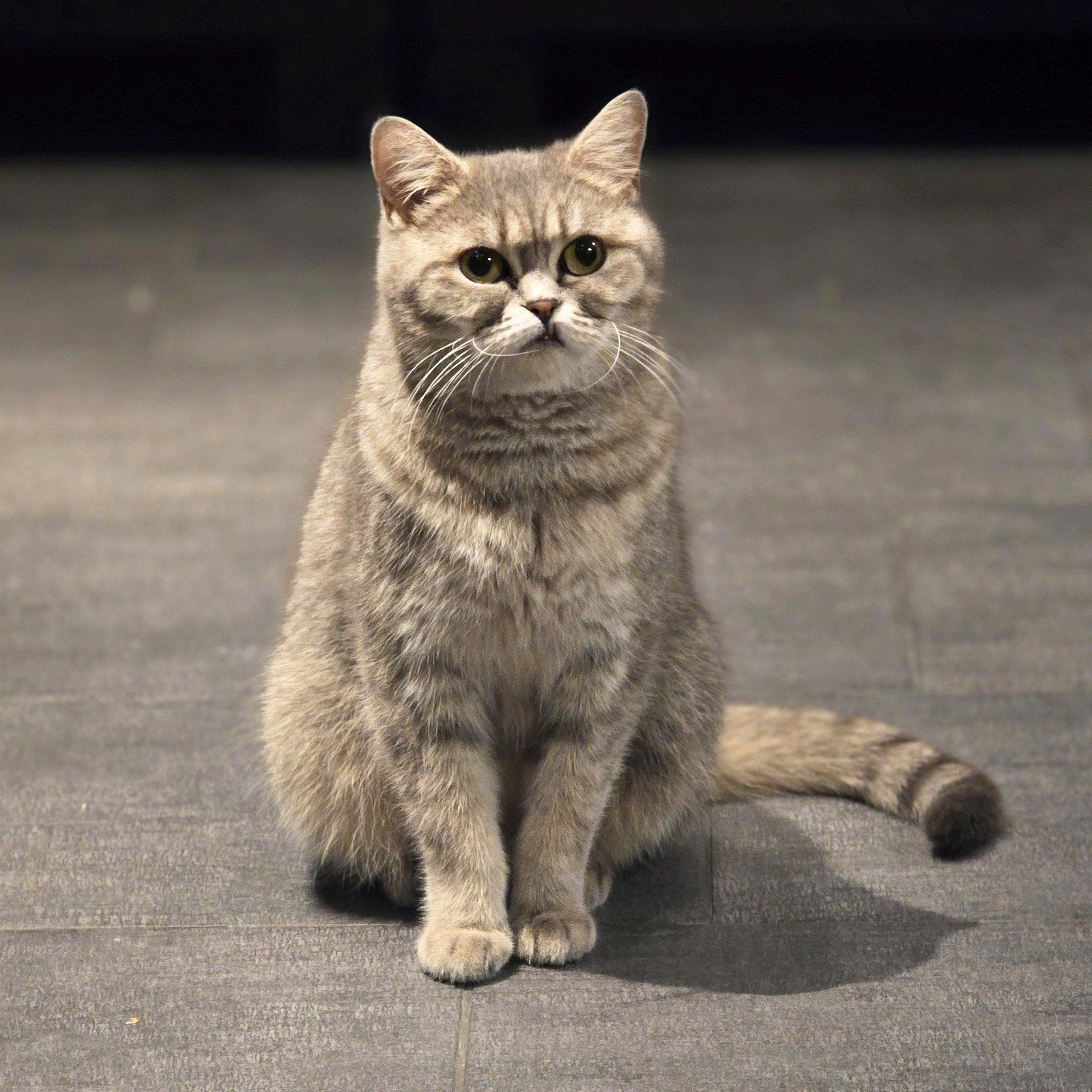 Prachtige Brits Korthaar poes – Grey Tabby, Dieren en Toebehoren, Poes, Kortharig, 3 tot 5 jaar