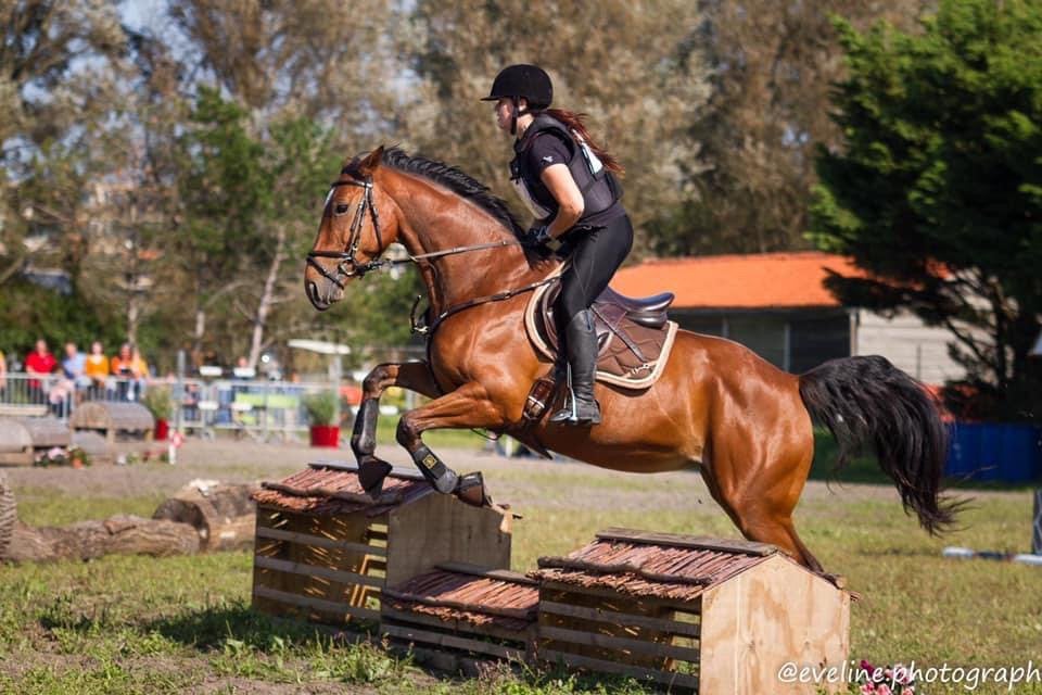 Lieve ierse merrie, Dieren en Toebehoren, Paarden, Merrie, Springpaard, Met stamboom, 160 tot 165 cm