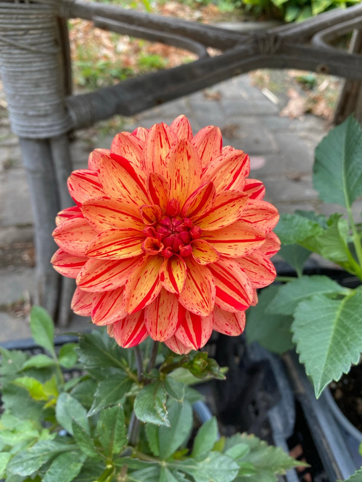 Dalhia’s vanaf €3,95 per pot, prachtige kleuren!!!, Vaste plant, Halfschaduw, Zomer, Ophalen