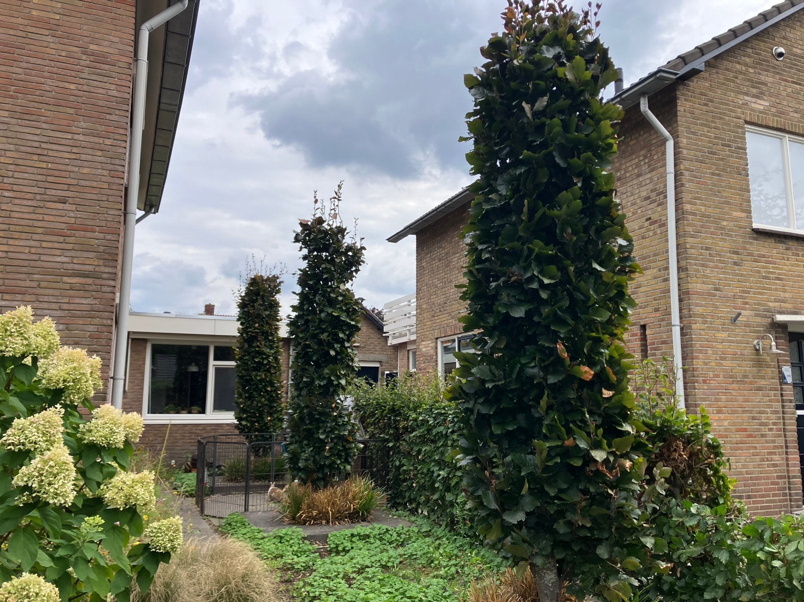 Groene zuilbeuk, Tuin en Terras, Ophalen, Bloeit niet, Halfschaduw, 250 tot 400 cm