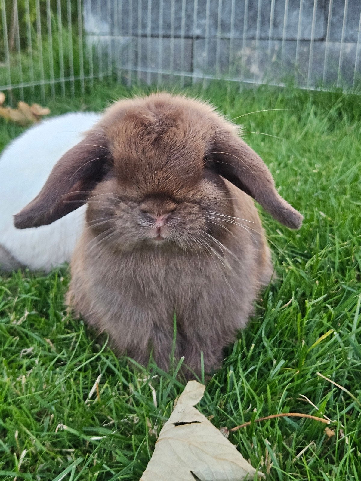 Choco voedster minilop, Dieren en Toebehoren