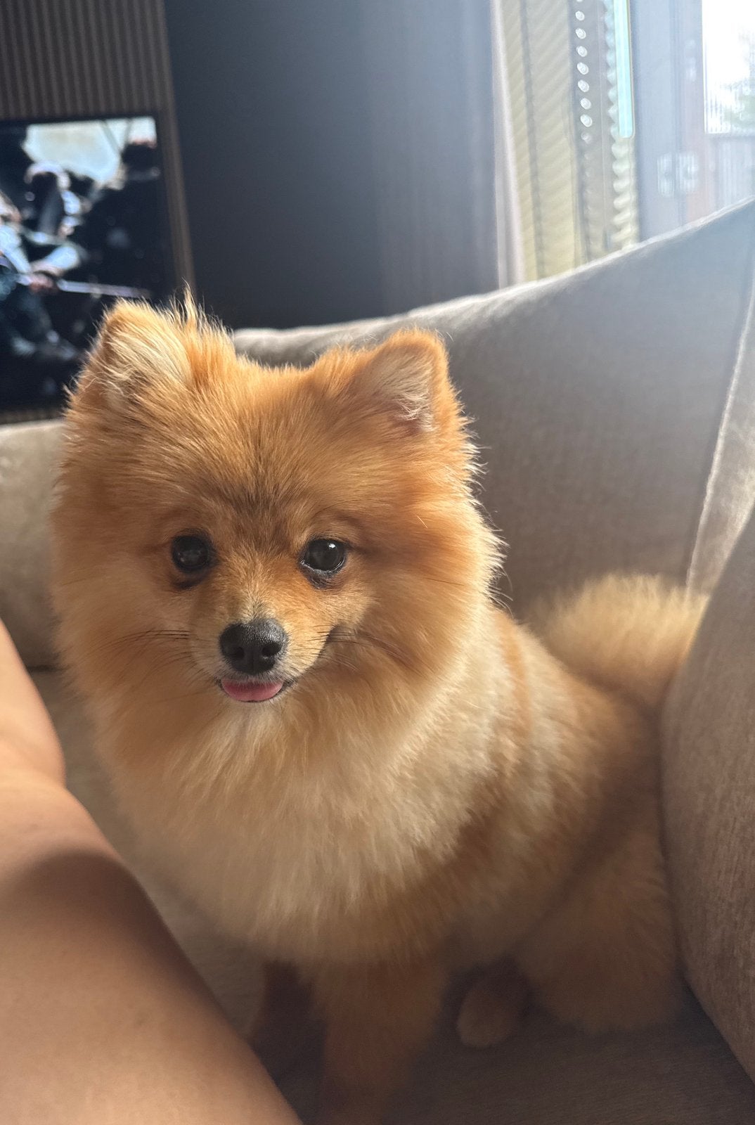 Lief meisje te koop / pomeriaan, Dieren en Toebehoren, Parvo, Overige rassen, 1 tot 2 jaar, Teef