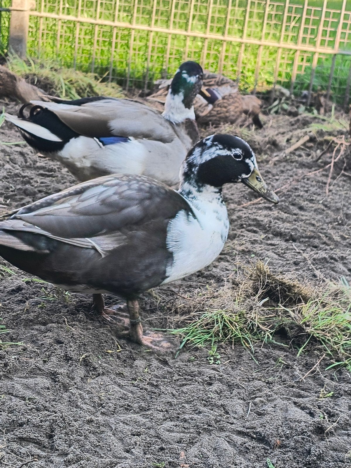 diverse kleuren eenden, Meerdere dieren, Eend