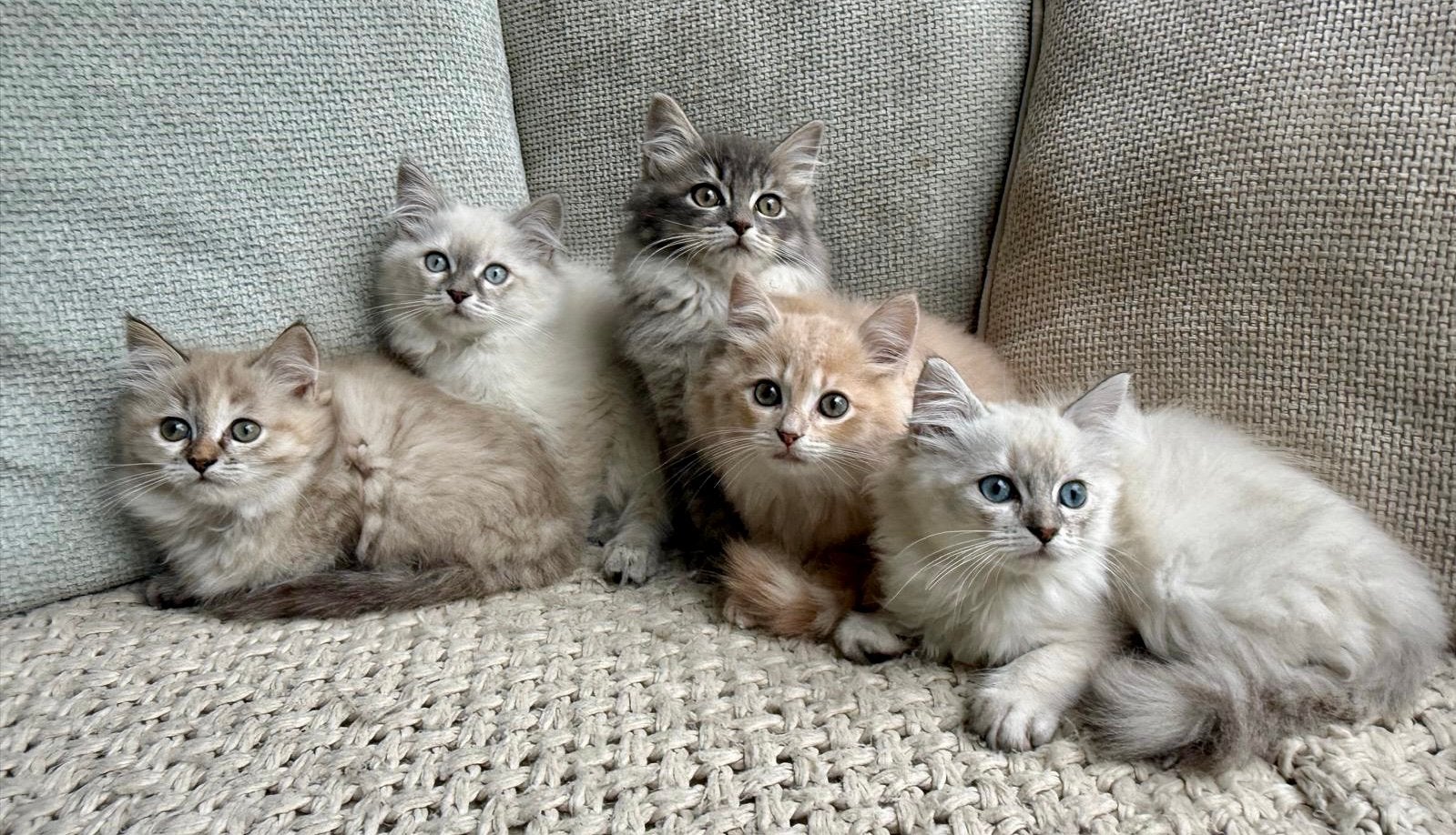 Prachtige Ragdoll kittens. Verschillende kleurtjes, Dieren en Toebehoren, Meerdere dieren, Ontwormd