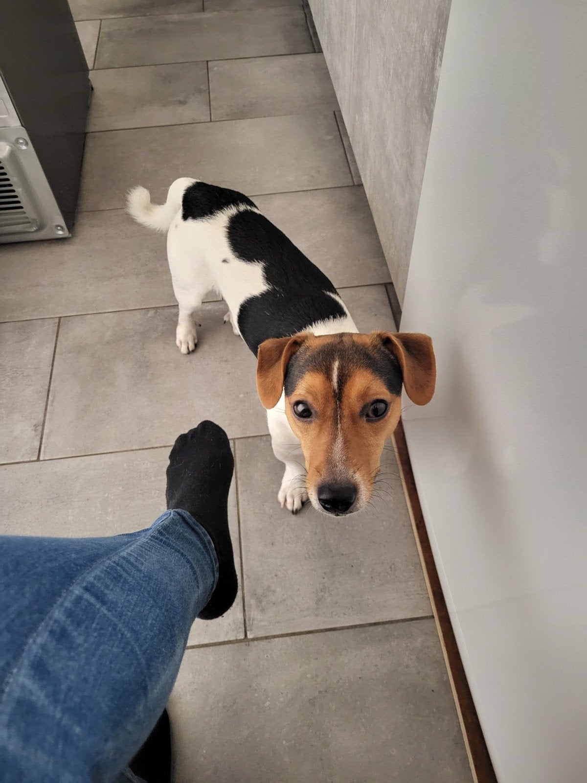 Lieve Jackrussel zoekt goed huis, Jack Russell Terriër, Reu, Eén hond, 3 tot 5 jaar