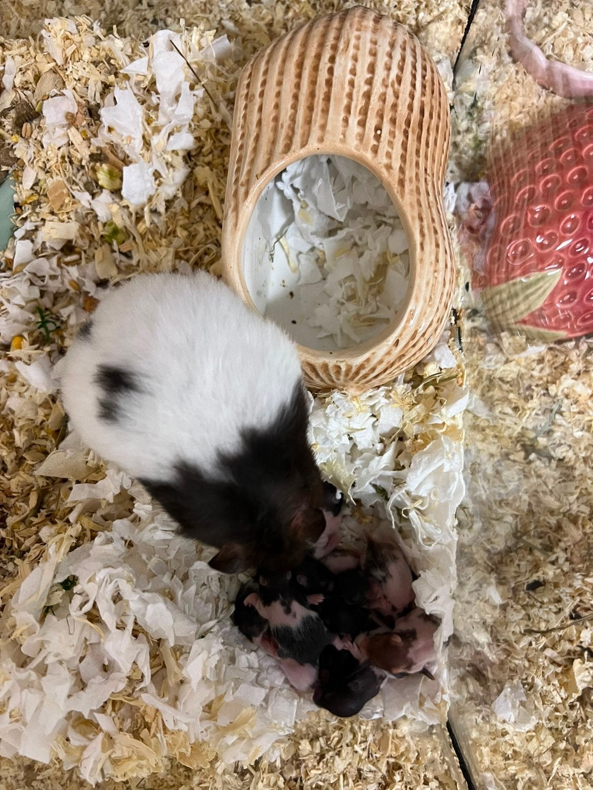 Lieve baby goudhamsters beschikbaar, Dieren en Toebehoren, Knaagdieren, Mei, Meerdere dieren, Hamster