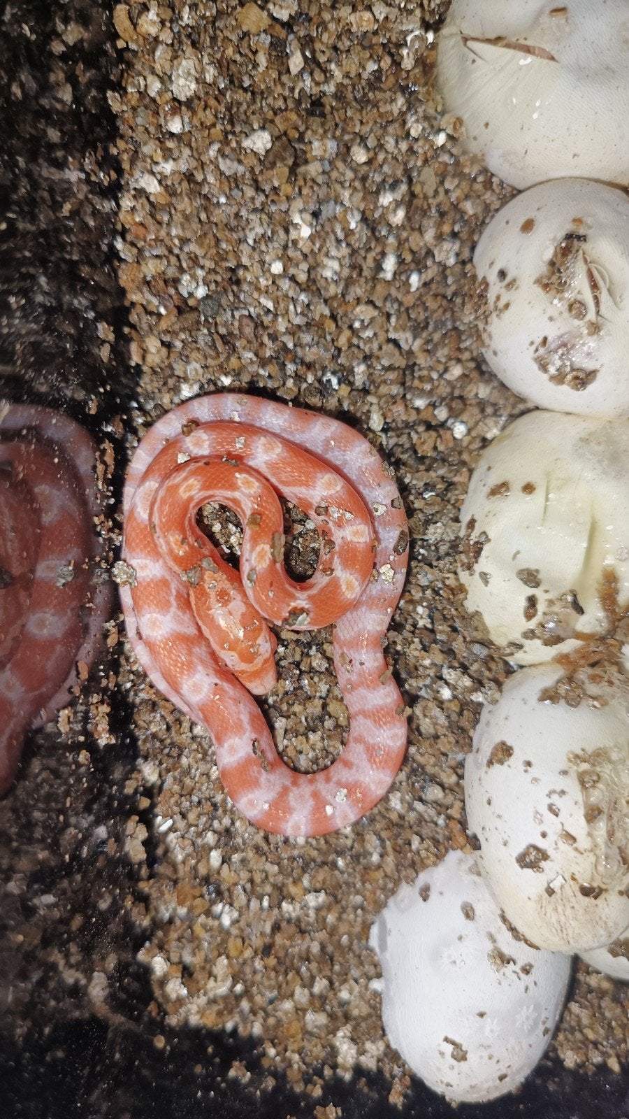 Korenslangen amel, amel/motley 0.0.11 NK September 2026 Corn Snake photo 2