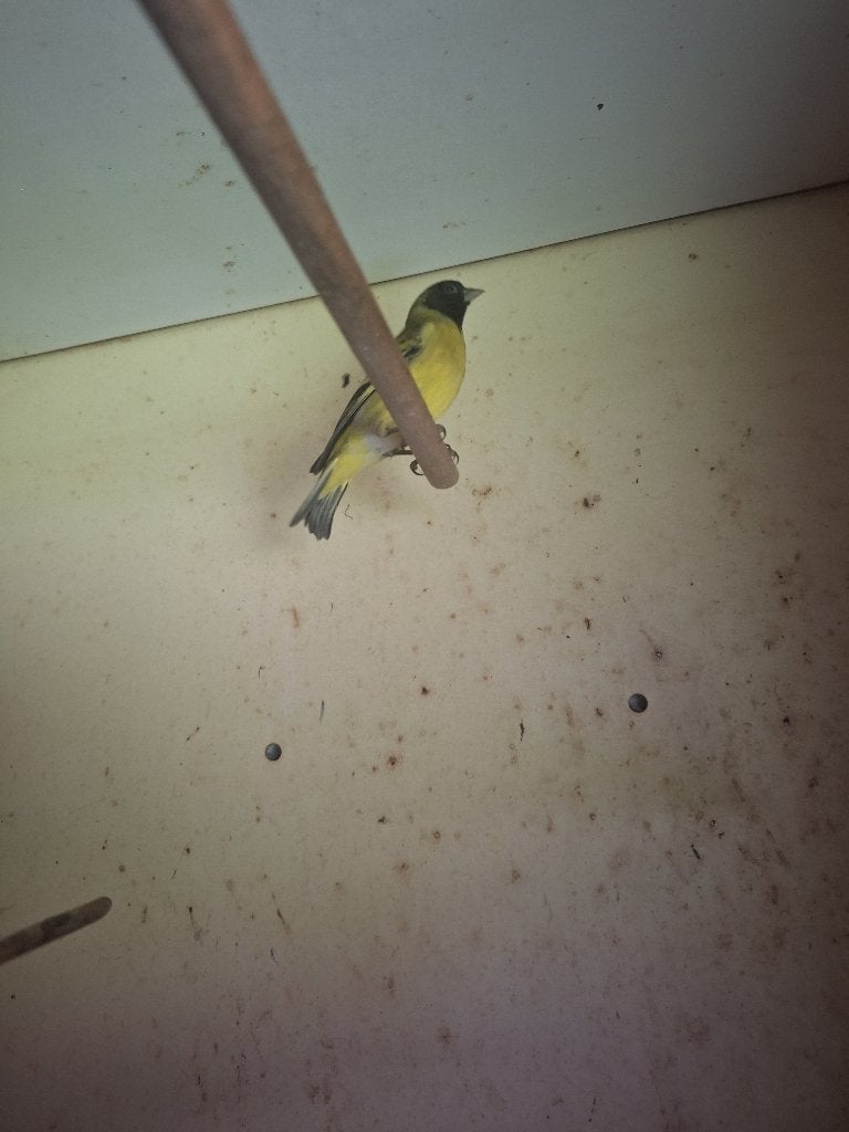 Zwartkopsijs ruilen, Mannelijk, Tropenvogel