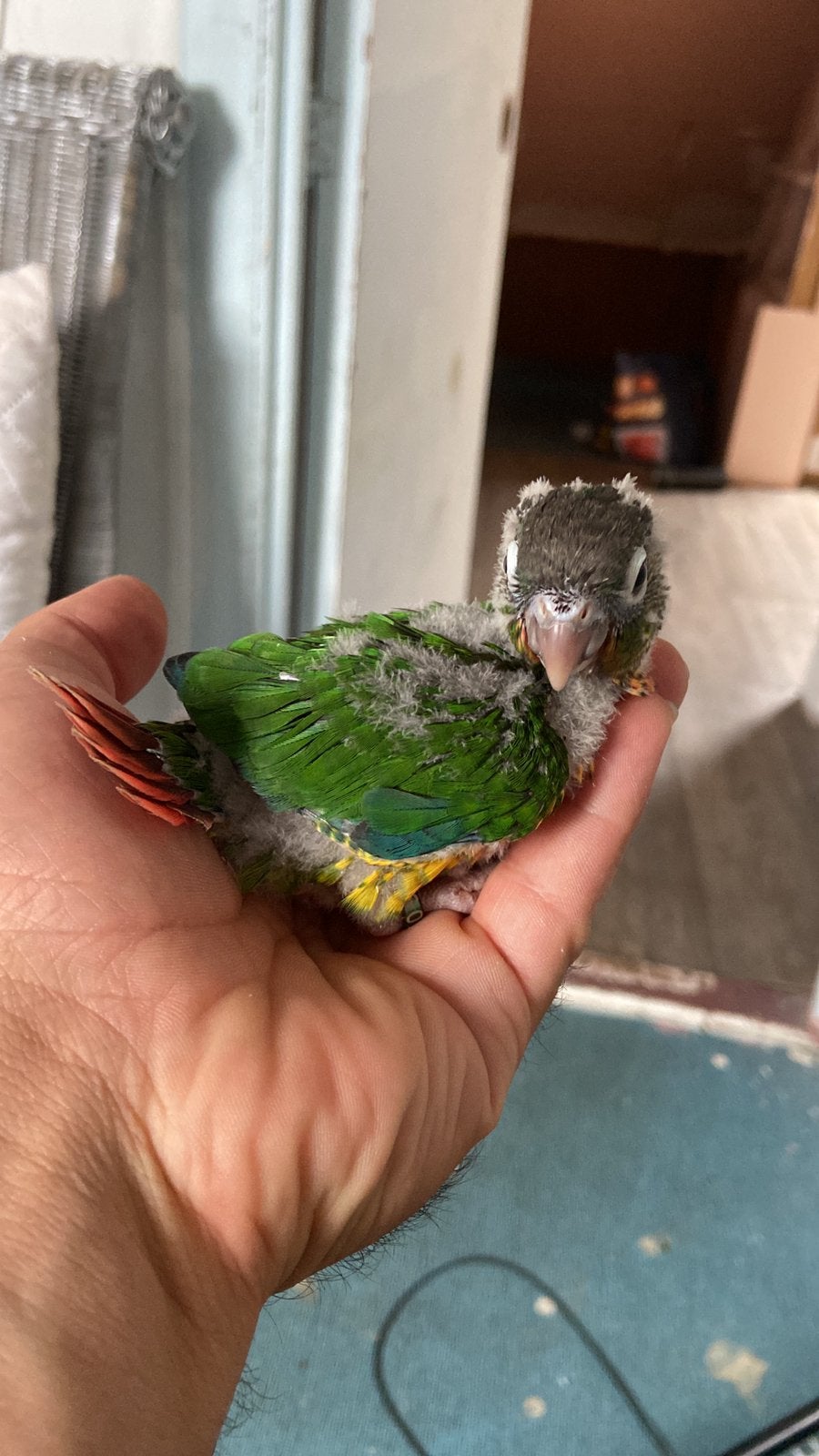 Baby Pyrrhura, Dieren en Toebehoren, Vogels | Parkieten en Papegaaien, Mannelijk, Parkiet, Geringd