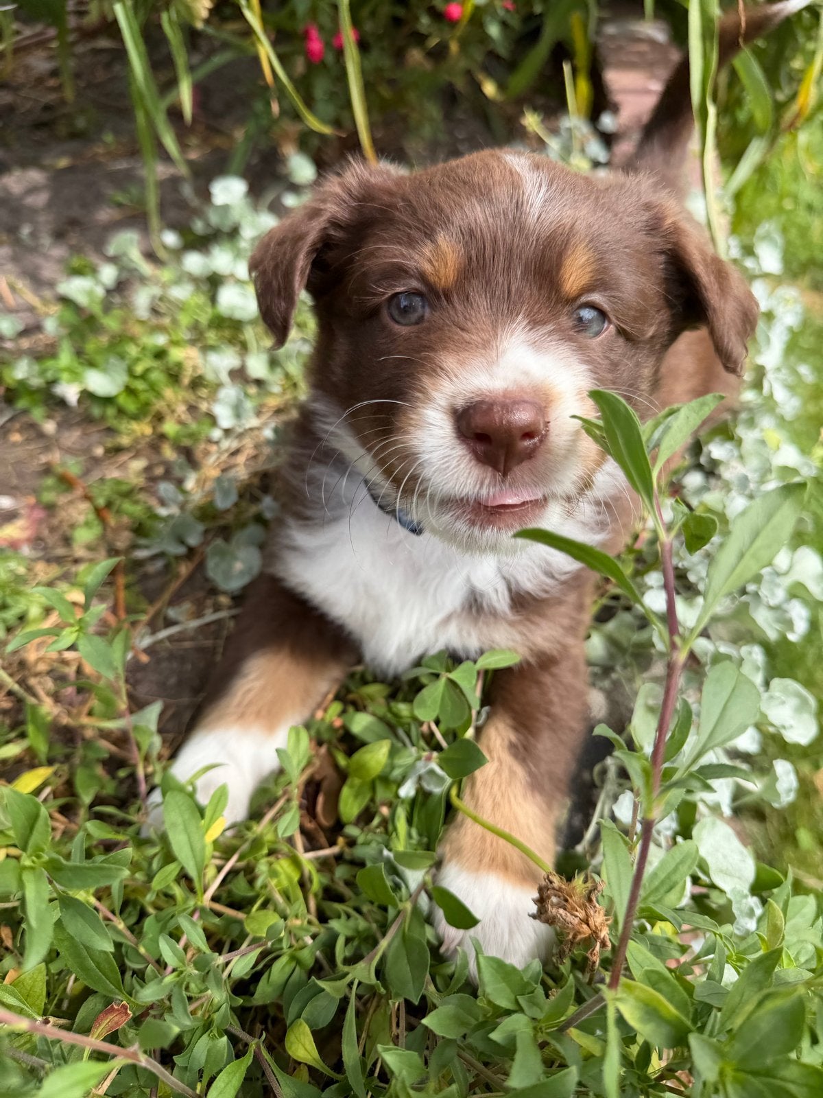 Mini Australian Shepherd Puppy, Fokker | Hobbymatig, 8 tot 15 weken, Buitenland, Teef
