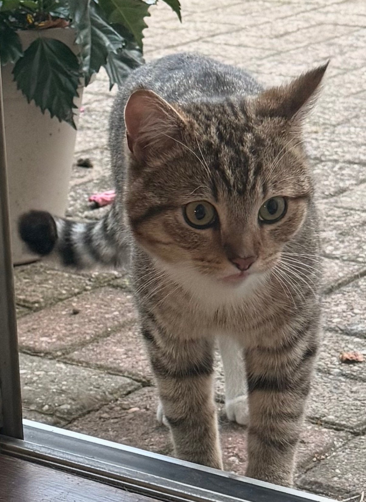 Van wie is dit katje?, Kat