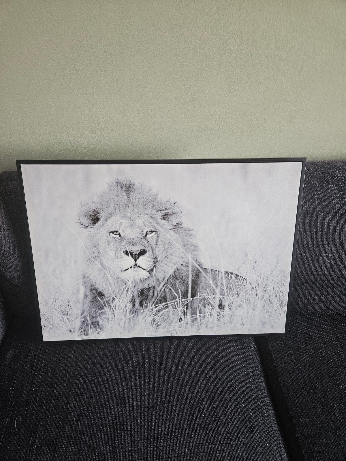 Zwart-wit Leeuwenfoto 70x50 cm, Huis en Inrichting, 50 – 75, Ophalen of Verzenden, Zo goed als nieuw, Foto of Poster