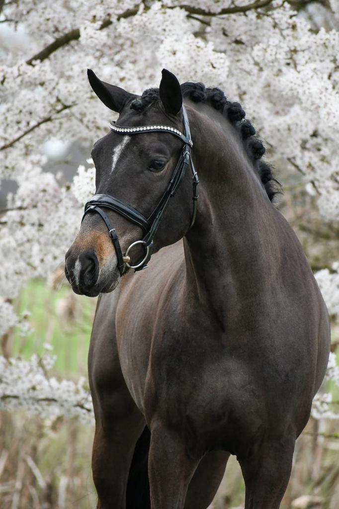 Aparte 4 jarige D pony New Forest, Met stamboom, Ruin, Dressuurpony, Zadelmak