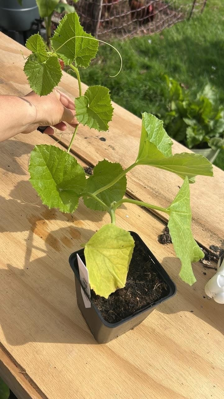 Meloen plantjes €1,5, Ophalen, Volle zon, Groenteplanten, Eenjarig