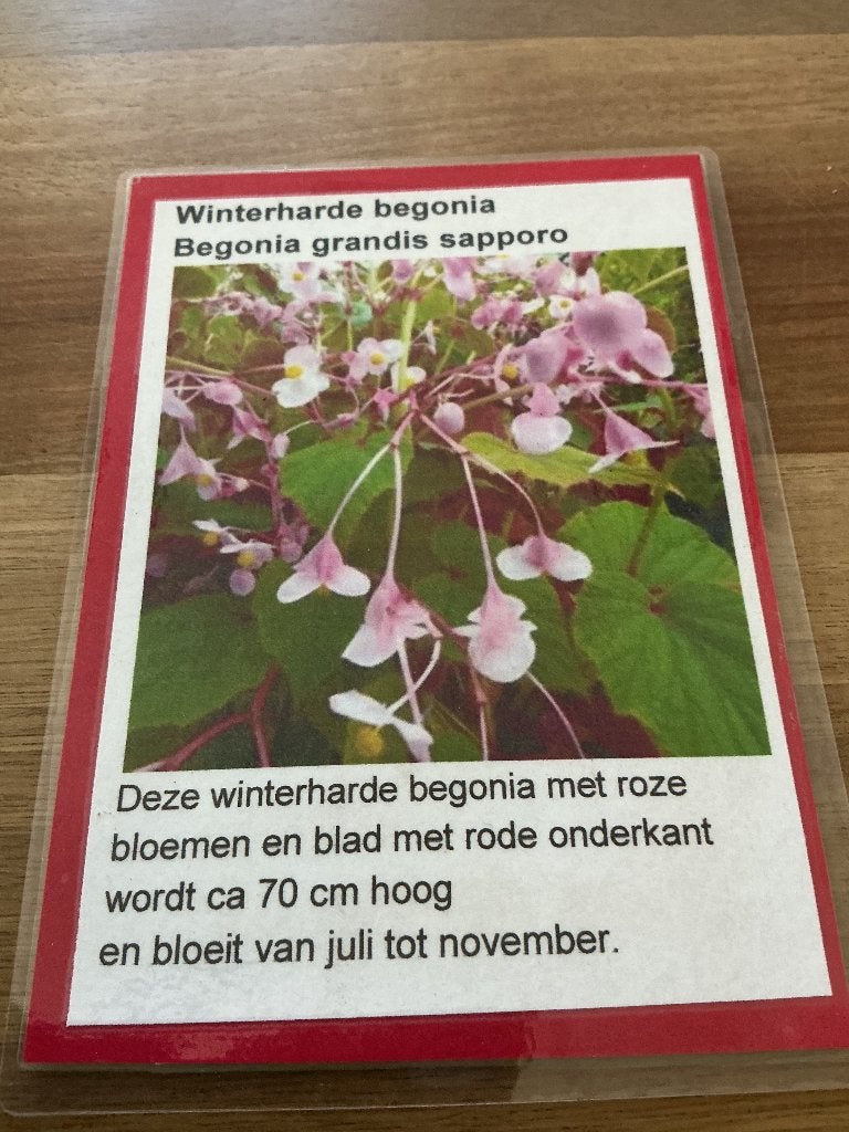 Begonia winterhard Paul’sPlantjes, Vaste plant, Halfschaduw, Zomer, Ophalen