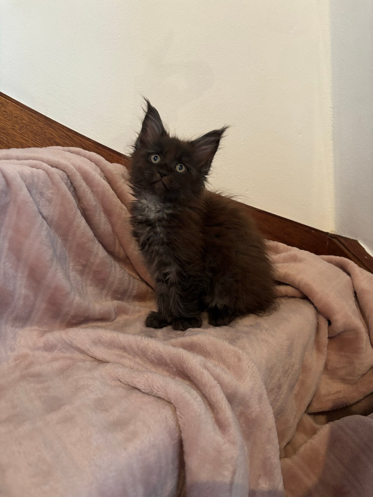 Maine coon kittens, Dieren en Toebehoren, Katten en Kittens | Raskatten | Langhaar, Meerdere dieren, Gechipt, 0 tot 2 jaar
