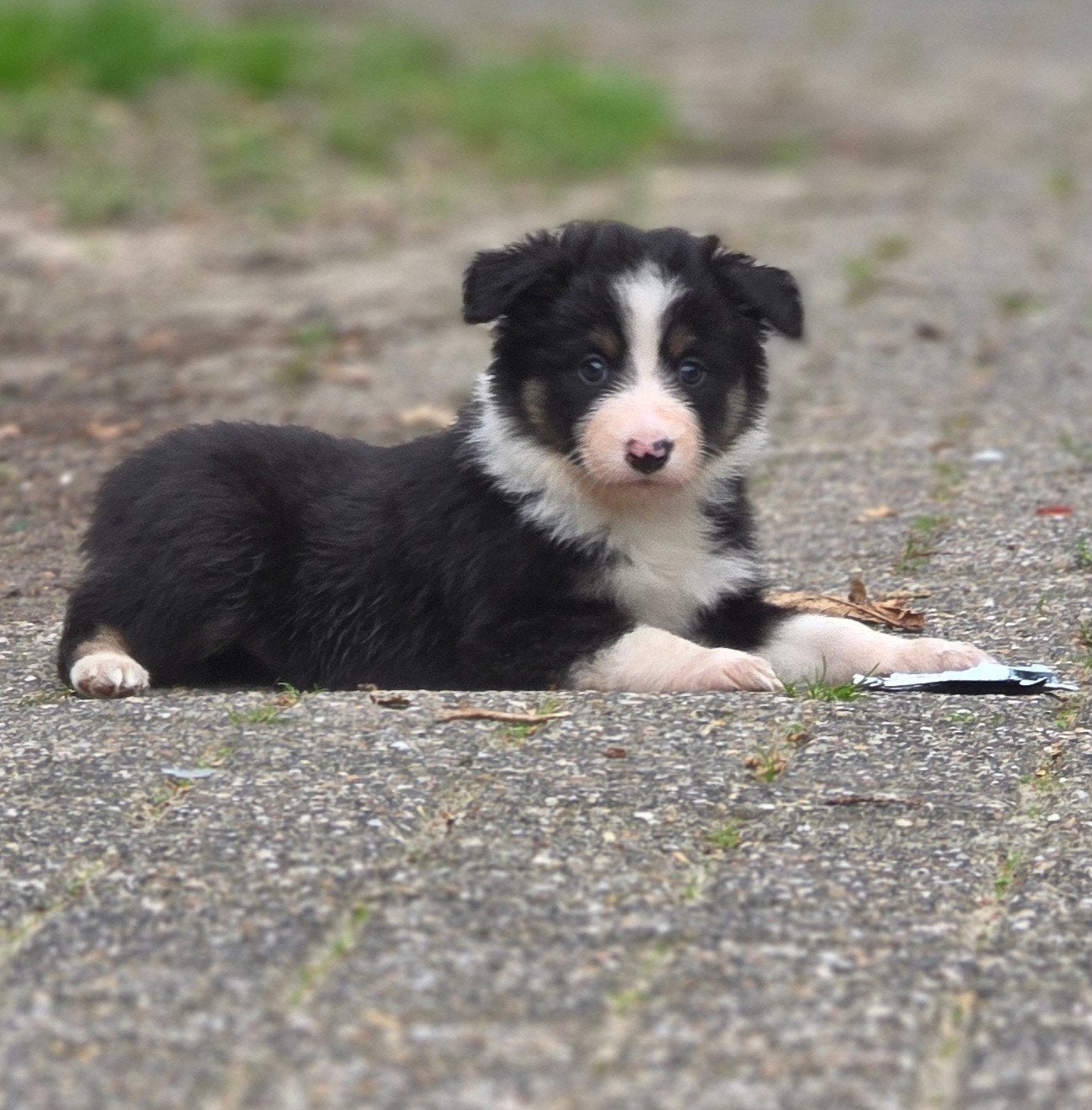 Prachtige border collie x australian sepherd pups!!, Dieren en Toebehoren, Overige rassen, 8 tot 15 weken, Meerdere dieren, Eén hond