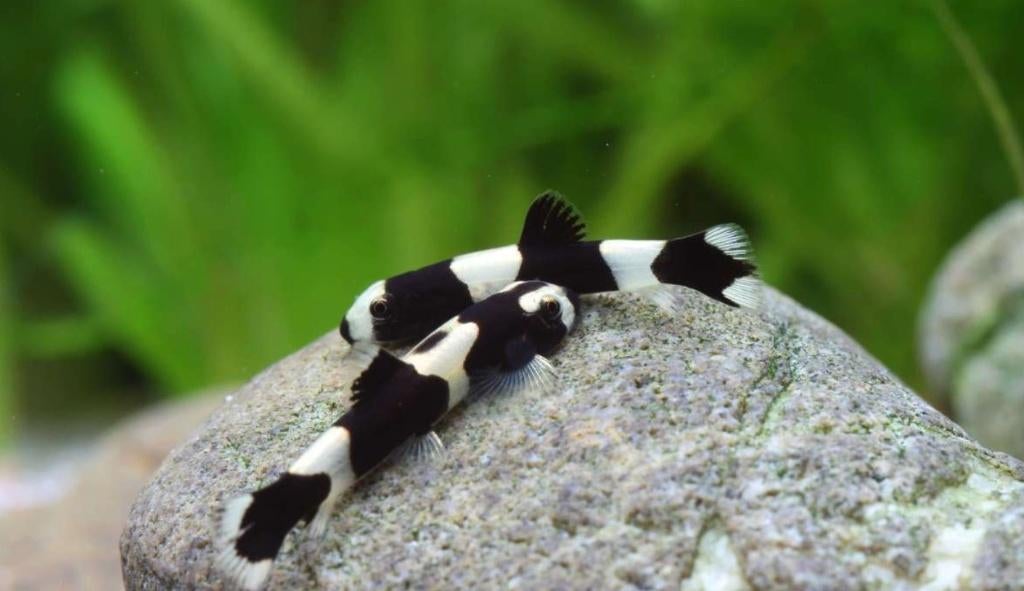Yaoshania pachychilus – Panda Modderkruiper 2-4 cm, Dieren en Toebehoren, Vissen | Aquariumvissen, Zoetwatervis, Vis