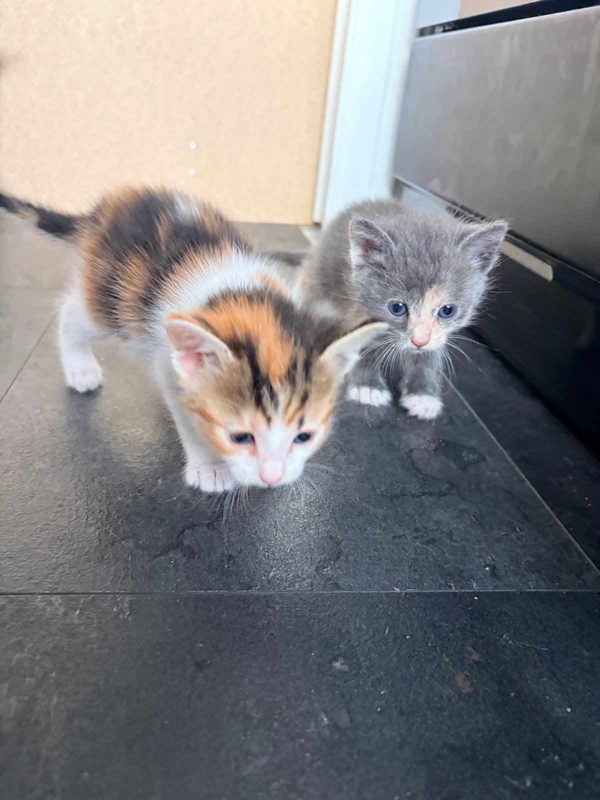 Prachtige kittens