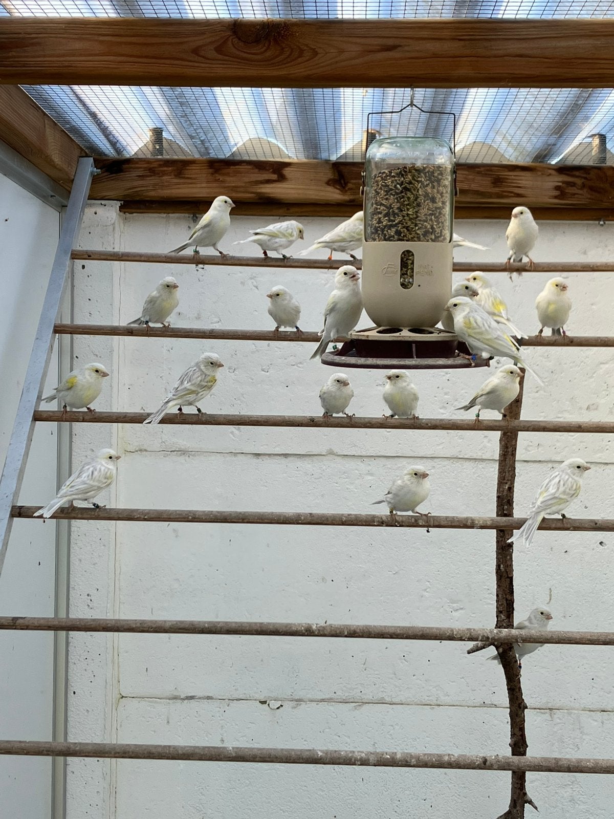 Koppels agaat opaal geel mozaiek, Dieren en Toebehoren, Meerdere dieren, Kleurkanarie