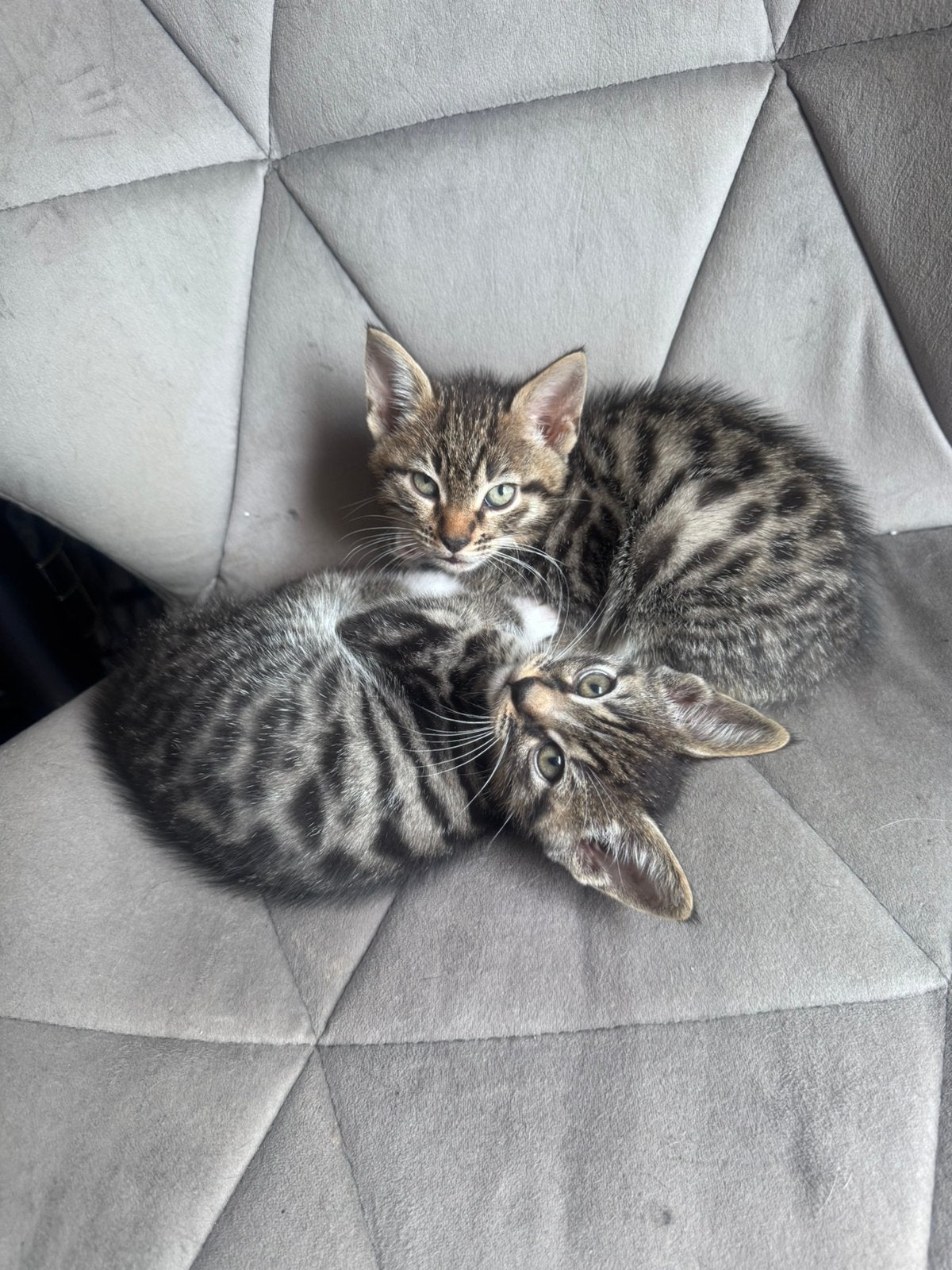 2 kittens zoeken met spoed een huisje!, Dieren en Toebehoren, Meerdere dieren