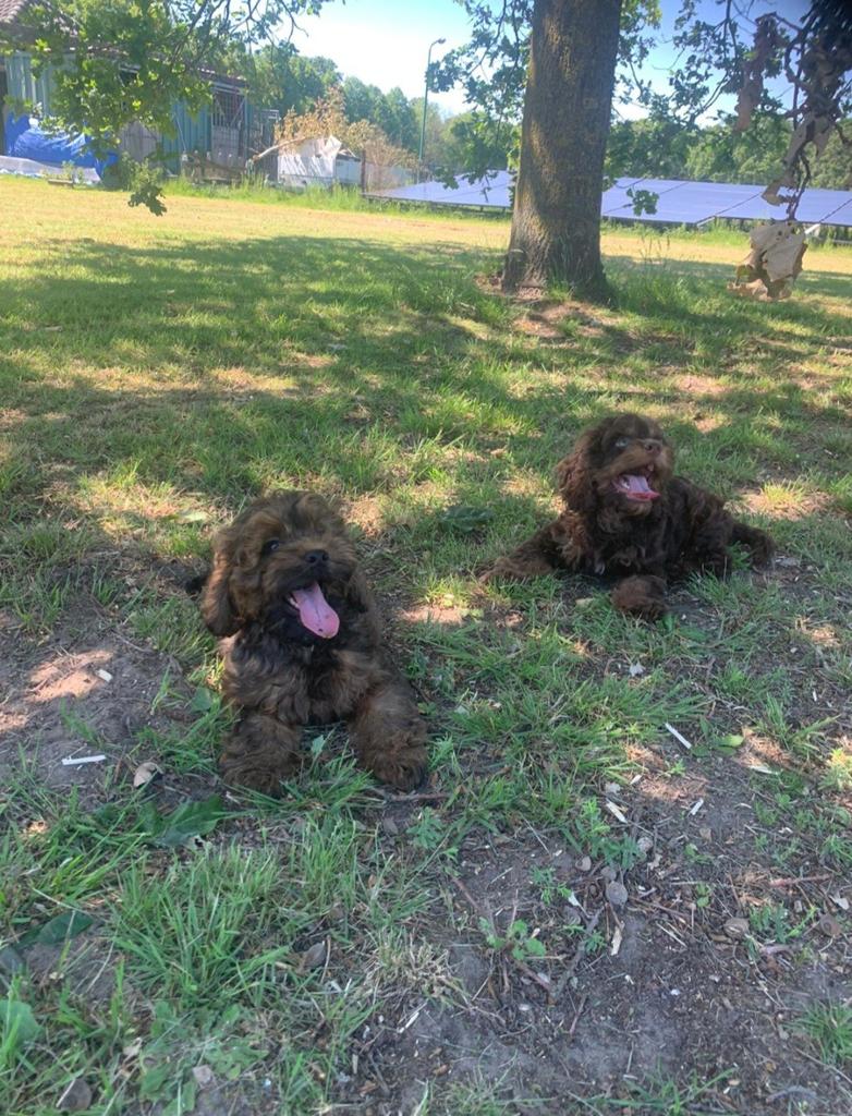 Zeer mooie Cockapoo pups te koop Cocker spaniel x Poedel, Dieren en Toebehoren, Nederland, 8 tot 15 weken, Meerdere, Meerdere dieren