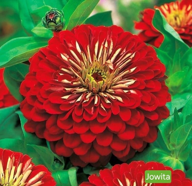 Zinnia - Jowita, Ophalen of Verzenden, Voorjaar, Volle zon, Zaad