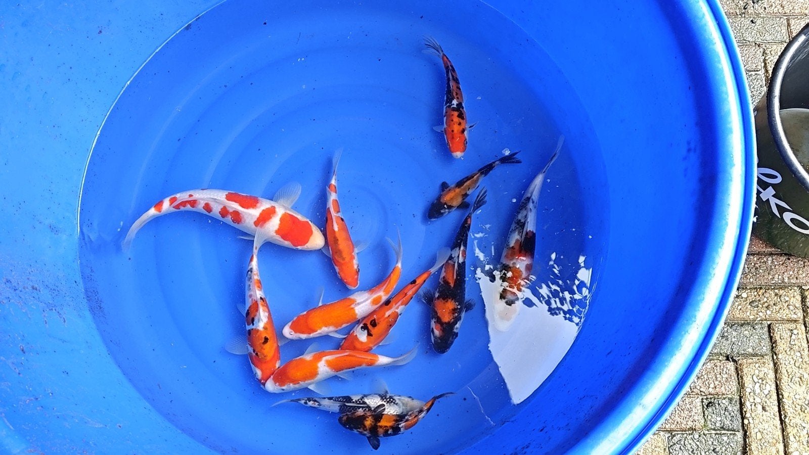 Prachtige Japanse koi, Karper of Koi