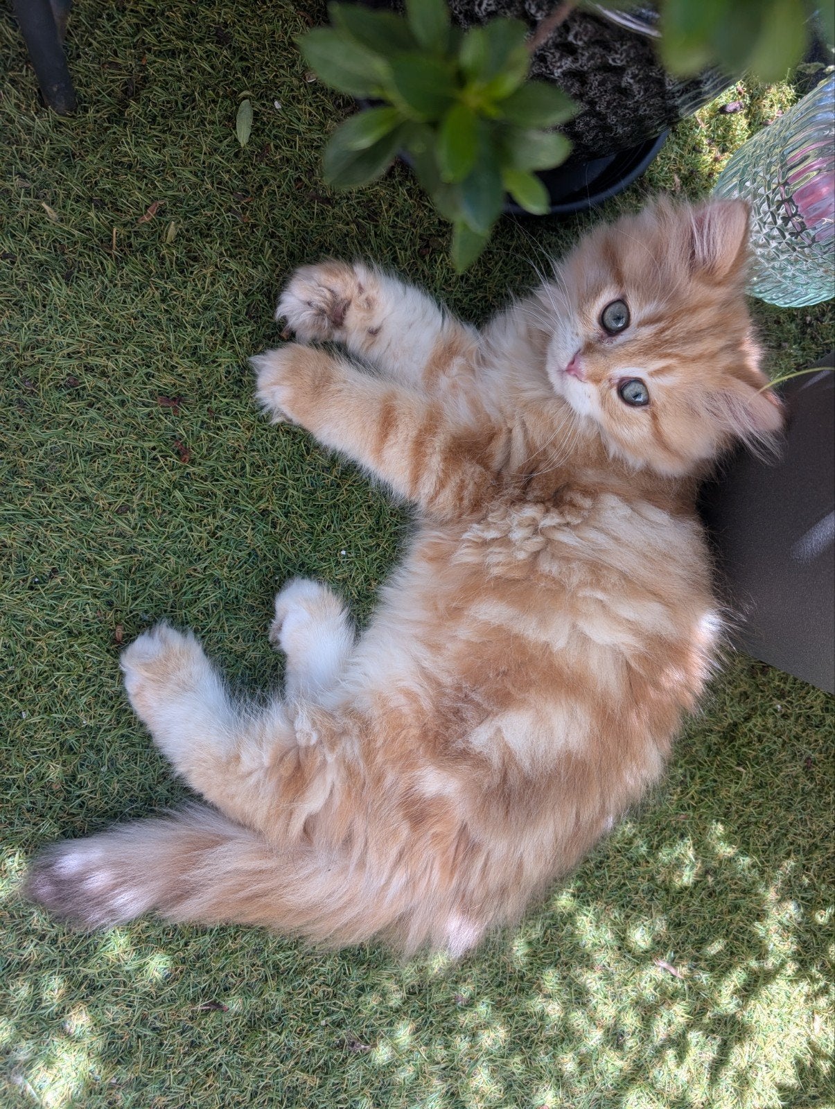 Britse laanghaar kittens goud, rood, crème, Dieren en Toebehoren, Meerdere dieren, Gechipt