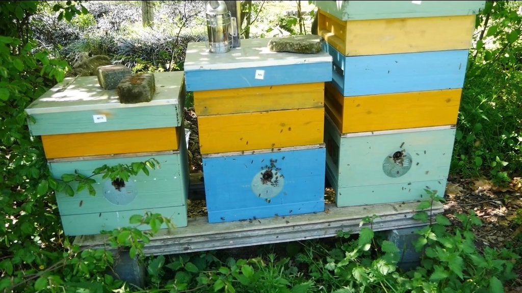 Bijen- en imkermateriaal, Dieren en Toebehoren, Bijen