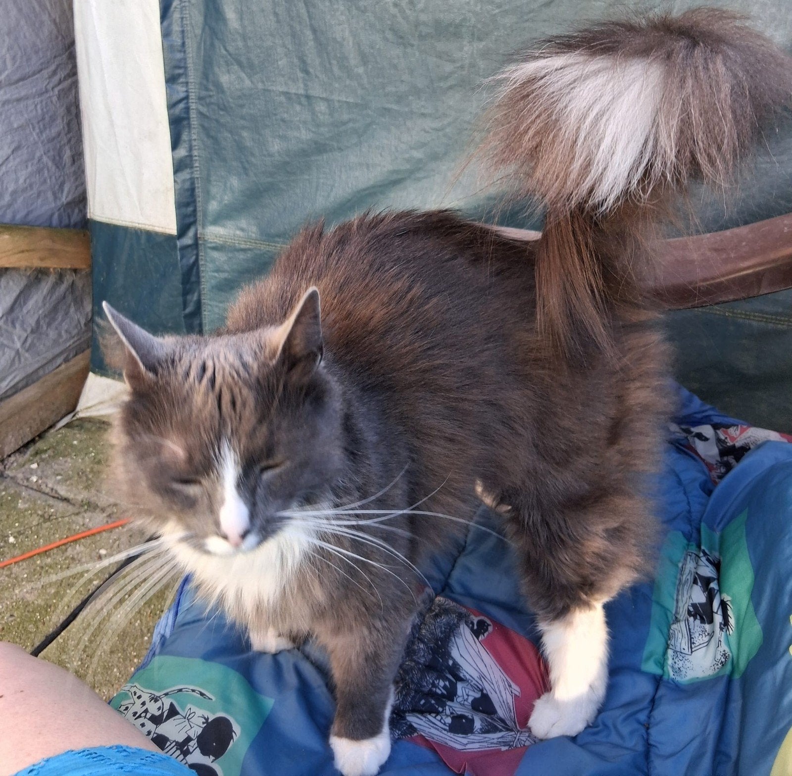 Noorse Boskat / Europese korthaar, Poes, 3 tot 5 jaar