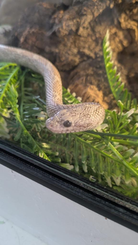 Cinder lava masque rattenslang (corn snake) Rat Snake - unknown for sale from Jennifer Fowler